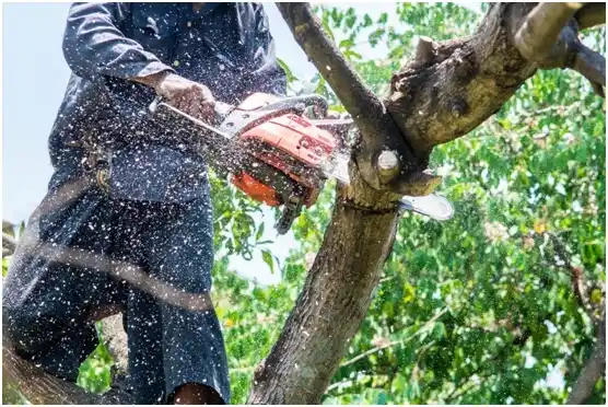 tree services Frost